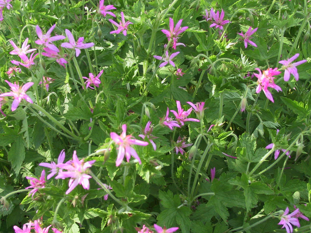 Geranium Hybride David McClintock.jpg